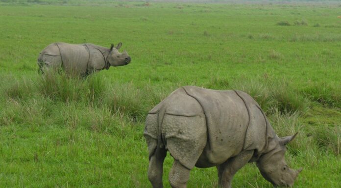 India’s One Ecosystem Requires Annual Floods To Flourish