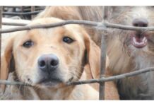 Dogs Being Transported Illegally For Human Consumption In India Causes Uproar