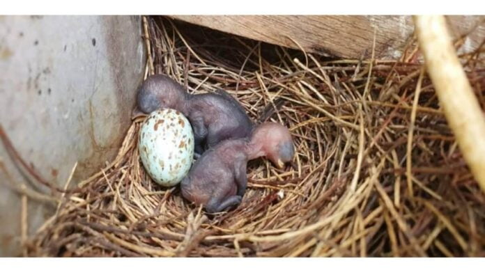 A Village Turned Off Street Lights For A Month To Save A Bird’s Nest
