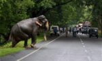 Wild elephant near Kaziranga National Park
