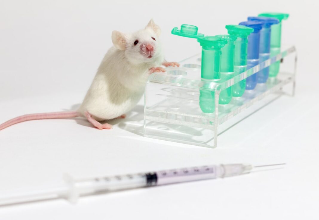 Why Do Scientists Use Mice As Test Subjects So Much?