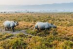 kaziranga-kaziranga-national-park-148735600205-orijgp