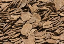 A Bizarre Theft Again Happened, Nearly 100 Kg Of Cow Dung Stolen From Chhattisgarh