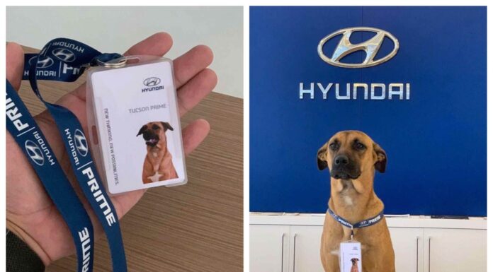 A Brazil Hyundai Showroom Adopts Stray Dog, Makes Him Salesperson In The Showroom With His Own ID Card