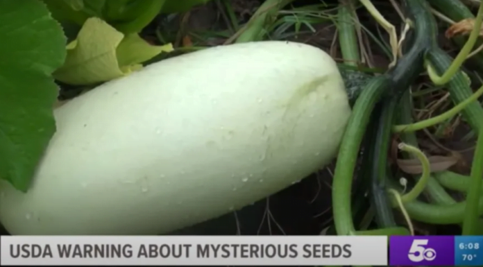 American Man Plants Mysterious Seeds From China Which Have Grown Into Giant Unstoppable Fruits