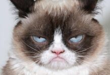 Detained Criminal Cat Escapes Maximum Security Prison In Sri Lanka