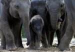 1050691_1_11-13-elephants-Belgium-captivity.jpg_standard (1)