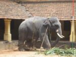 3.-Elephant-kept-under-scorching-sun-after-parade (1)