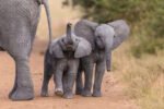 ELEPHANTS-K6C5EP_401765-1 (1)