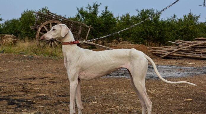 In Pics: Interesting Native Indian Dog Breeds That Deserve Our Attention & Adoption