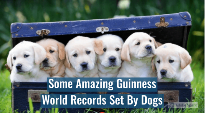 Watch: Some Amazing Guinness World Records Set By Dogs