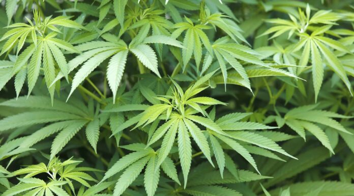 Marijuana Is Given As ‘Prasad’ At Some Temples Of Karnataka