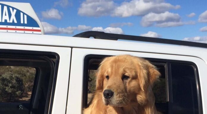 In Pics: Did You Know There Exists A Town With A Dog As Its Mayor?