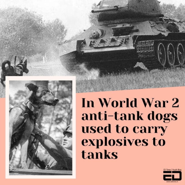 are anti tank dogs used in the army