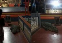 Vegetarian Crocodile Enters Kerala Temple, Goes Back After Priest’s Request