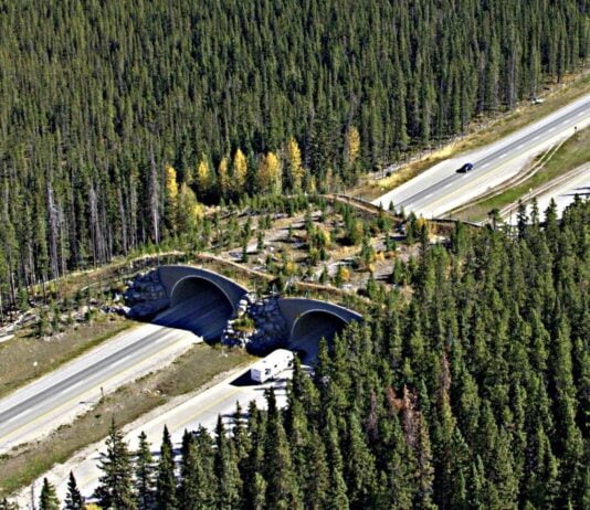 Delhi Mumbai E-Way To Have These Adorable Animal Bridges For The First Time