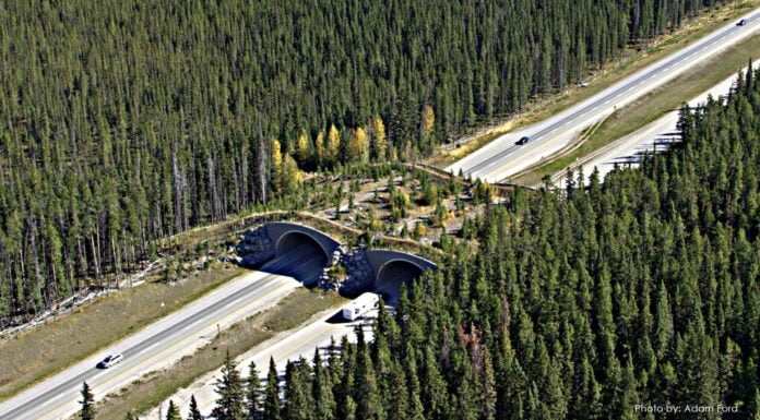 Delhi Mumbai E-Way To Have These Adorable Animal Bridges For The First Time
