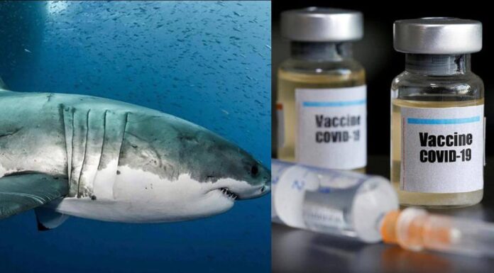 At Least 5 Lac Sharks May Be Slaughtered To Make COVID-19 Vaccine Doses For The Whole World