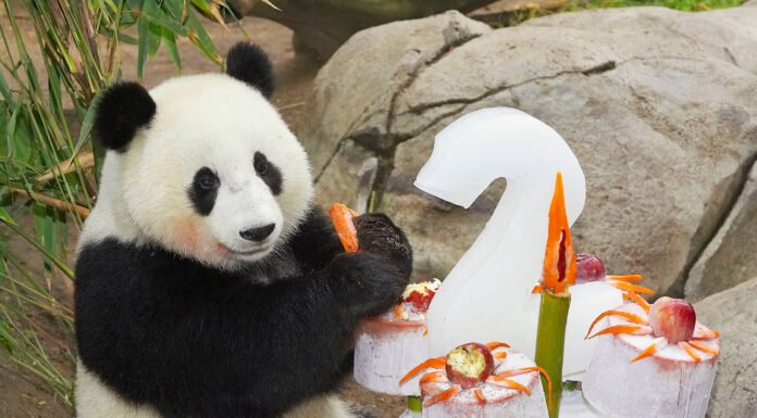 This Is How China Owns All The Giant Pandas In The World giant pandas china