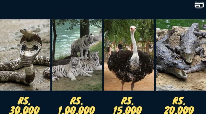 Now Adopt A Royal Bengal Tiger, Cobra King, Elephant From The Odisha Zoo For Rs. 30k – 2.5 Lakh