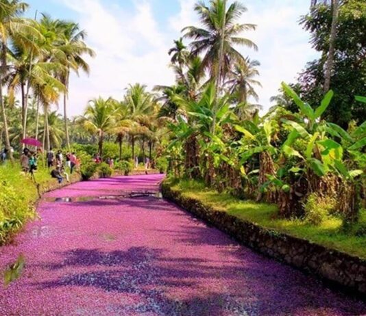 How Viral ‘Pink Bloom Phenomenon’ Of Kerala Village Is A Threat?