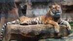 Reliance Plans To Beat The World’s Largest Zoo By Making One In Gujarat