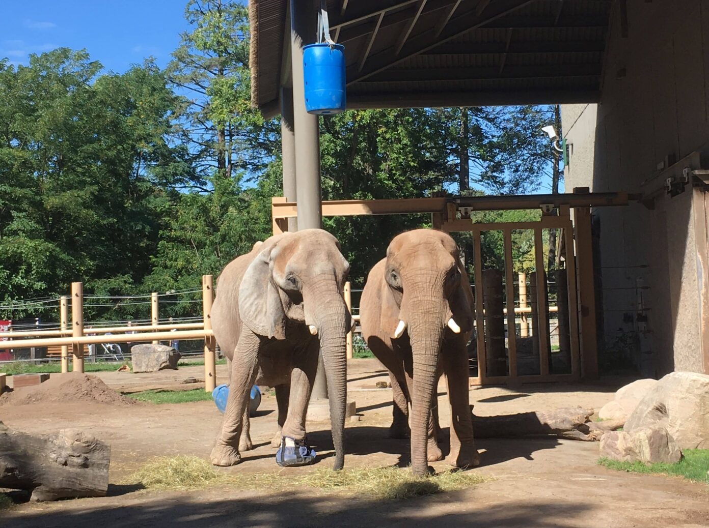 Reliance Plans To Beat The World’s Largest Zoo By Making One In Gujarat