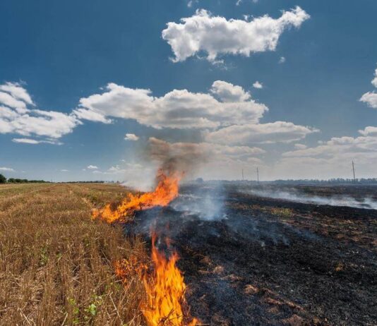 Stubble burning