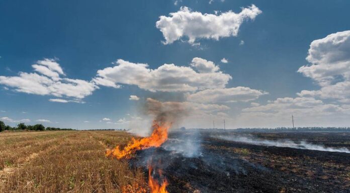 From Stubble To Subsidy: How We Are Paying For Our Poison Stubble burning