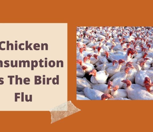 Bird Flu Outbreak: Is It Safe To Consume Meat, Eggs Amidst Flu Scare?