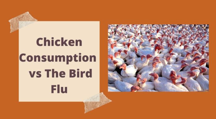 Bird Flu Outbreak: Is It Safe To Consume Meat, Eggs Amidst Flu Scare?