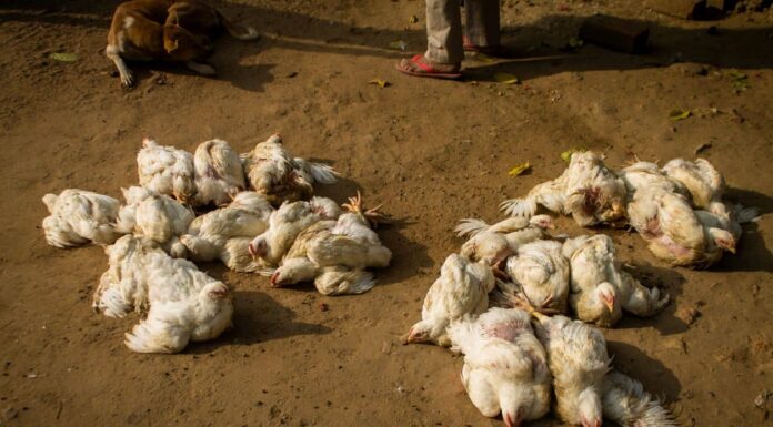 What’s The Environmental Repercussion Of Culling Thousands Of Birds Amidst India’s Bird Flu?