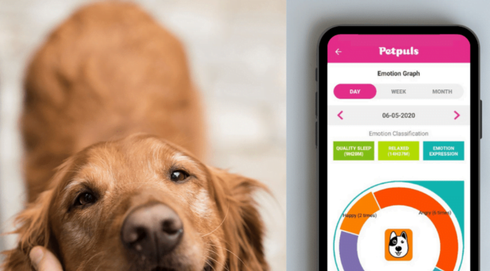 South Korean Startup Invents AI-Powered Collar That Tells You Your Dog’s Emotions