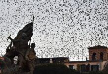 Fireworks Lead To Hundreds Of Birds Falling Dead In The Streets Of Rome