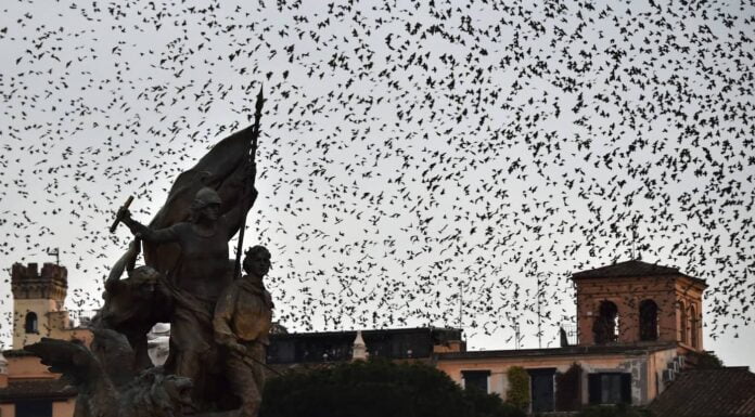 Fireworks Lead To Hundreds Of Birds Falling Dead In The Streets Of Rome