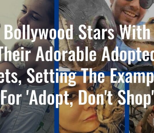bollywood pets