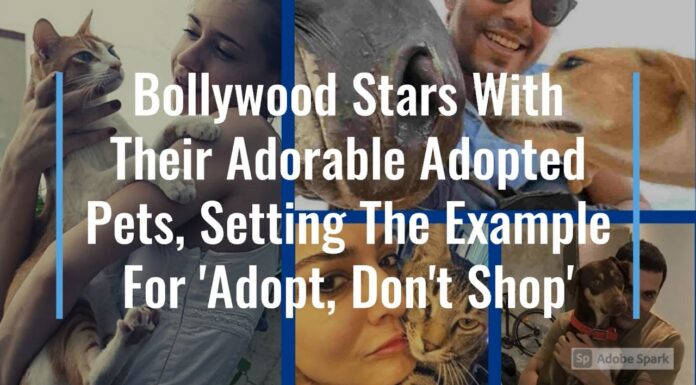 Watch: Bollywood Stars With Their Adorable Adopted Pets, Setting The Example For ‘Adopt, Don’t Shop’ bollywood pets