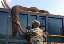 Instances Of Animal Cruelty Don’t End, Elephant Killed By Burning