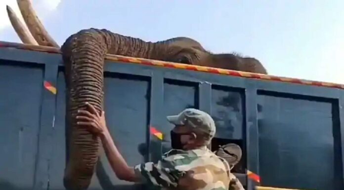 Instances Of Animal Cruelty Don’t End, Elephant Killed By Burning