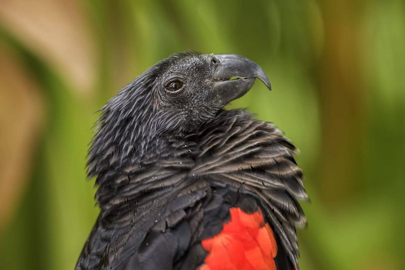 In Pics: Dracula Parrot, A Rare Vulture-Parrot Hybrid Is Probably The ...