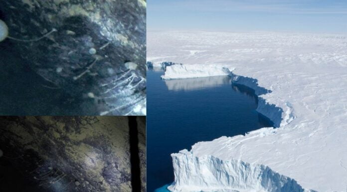 Accidental Discovery Of Life On Antarctica Breaks Assumption That Existence Was Impossible There