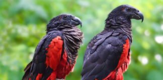 Dracula Parrot