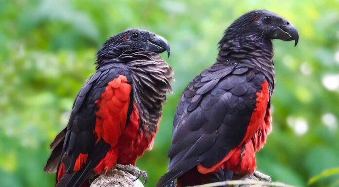In Pics: Dracula Parrot, A Rare Vulture-Parrot Hybrid Is Probably The Most Badass Looking Bird Dracula Parrot