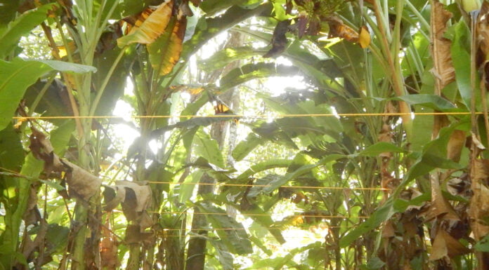 Tamil Nadu Man Makes Patented Technology To Convert Banana Waste Into Ropes