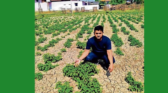 Bihar Is Growing A Crop That Has Market Value Of About Rs. 82,000 Per Kg