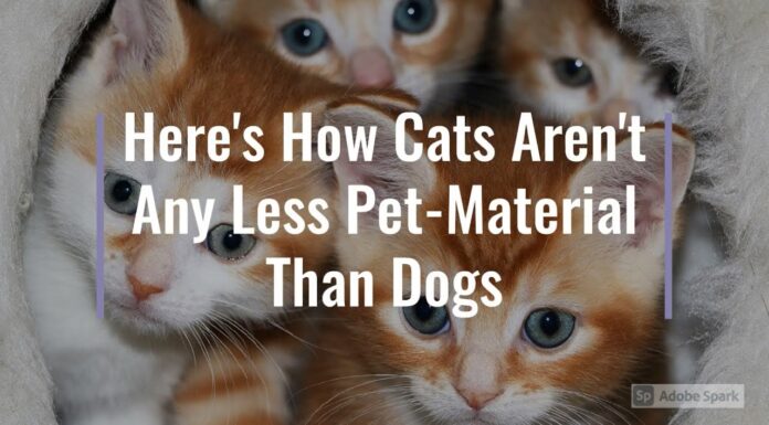 Watch: Here’s How Cats Aren’t Any Less Pet-Material Than Dogs