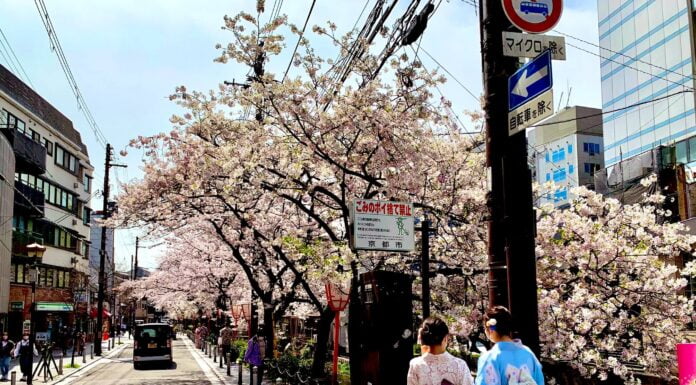 In Pics: Japan Sees Its Earliest Cherry Blossom Season In 1,200 Years Due To Climate Change