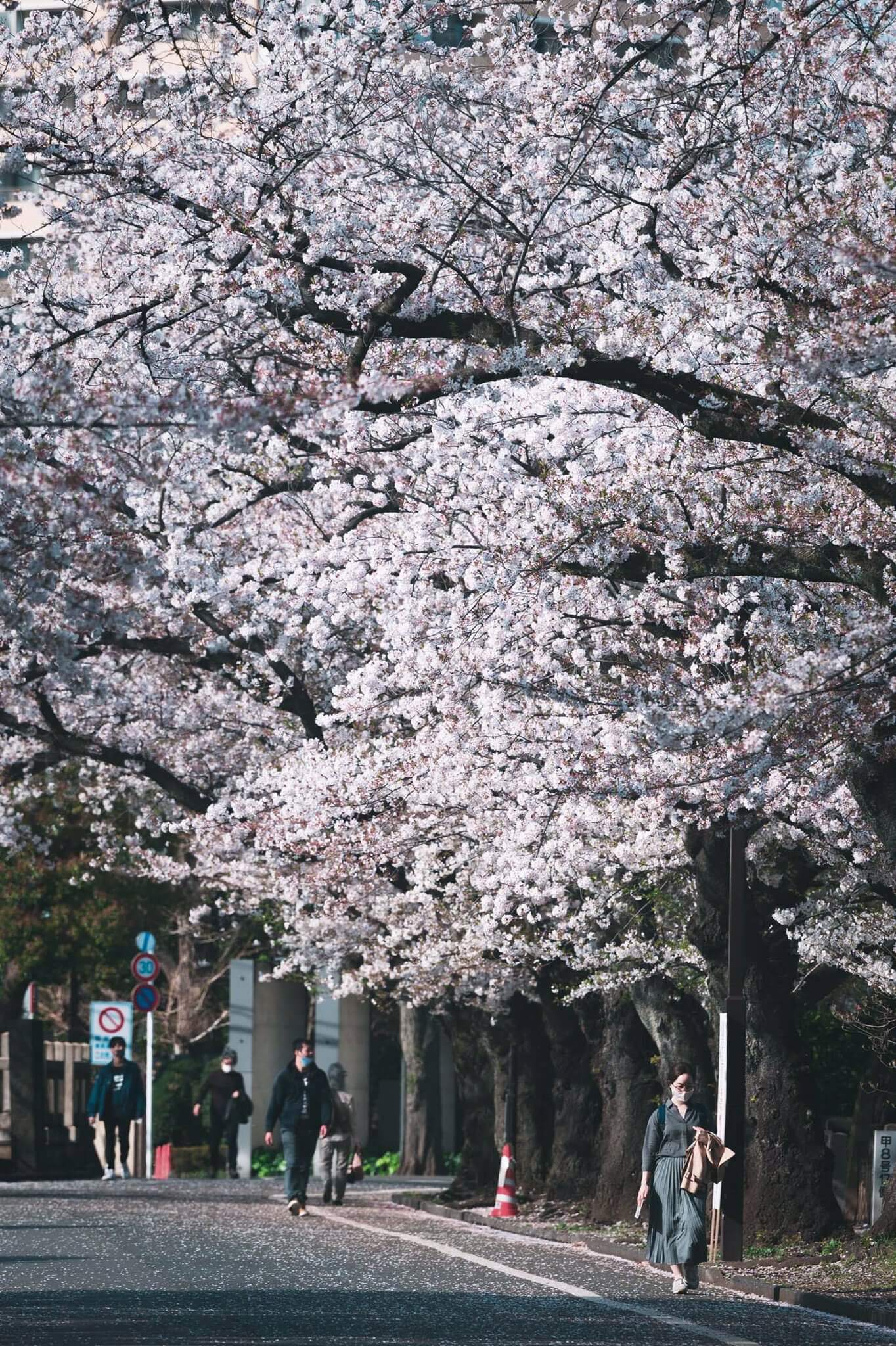 In Pics: Japan Sees Its Earliest Cherry Blossom Season In 1,200 Years ...