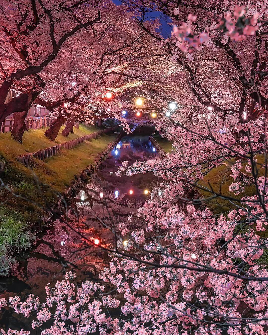 In Pics: Japan Sees Its Earliest Cherry Blossom Season In 1,200 Years ...