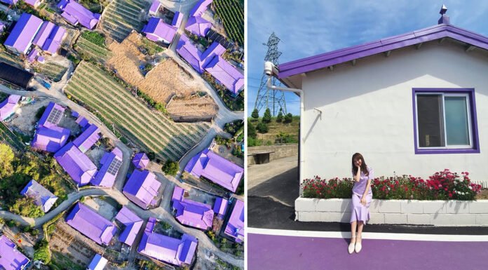 In Pics: South Korea’s Purple Islands Are Trending For Being All Purple And Attracting Tourists South Korea Purple Islands